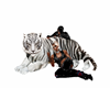 white tiger caresses
