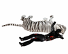 white tiger sleeping